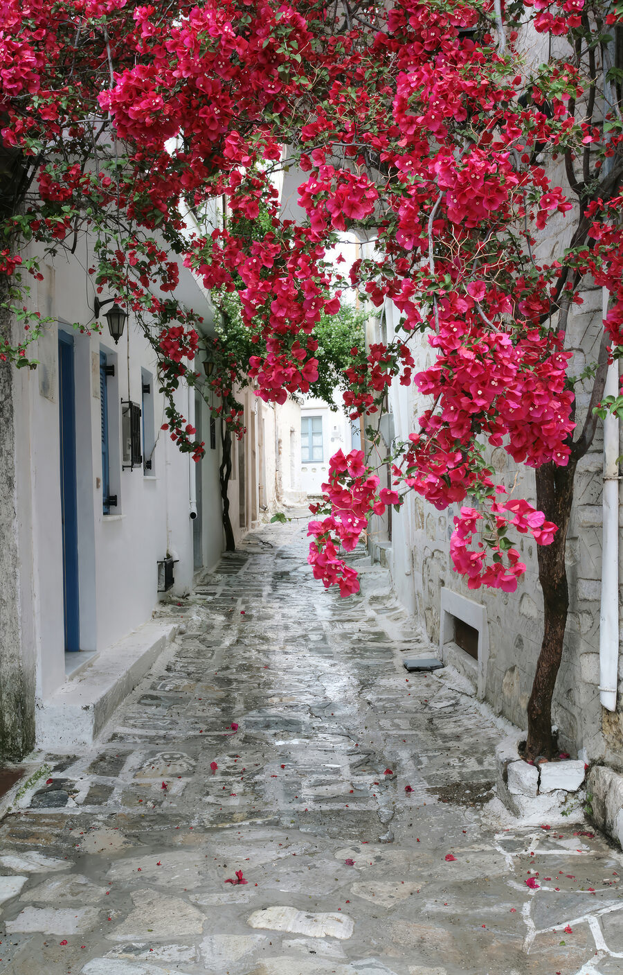 Δρόμος με κόκκινα άνθη — πλήρες σχέδιο